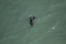 Missing Picture